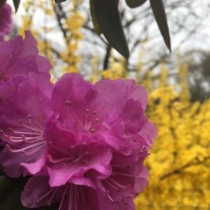 Meet your Posher, Maya